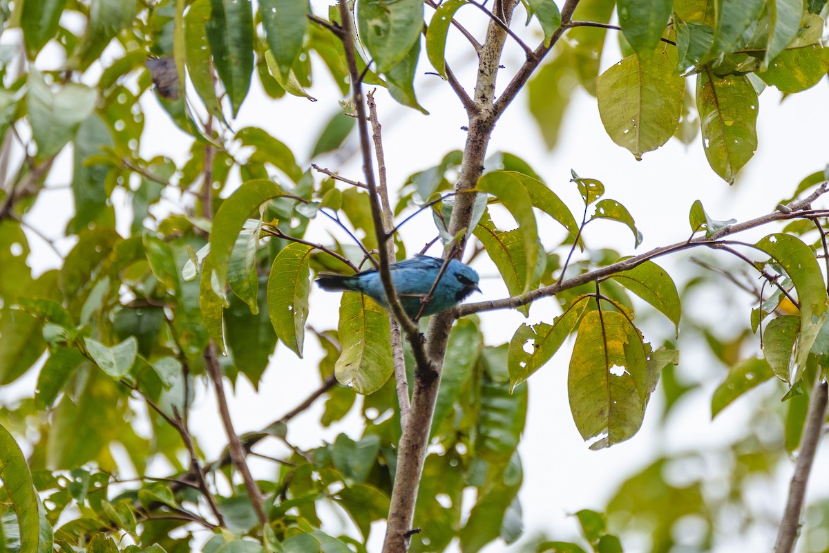 Цукрист блакитний - ML647605999