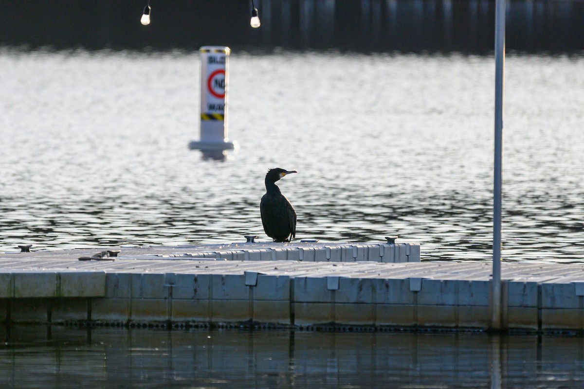 Баклан великий - ML647606002