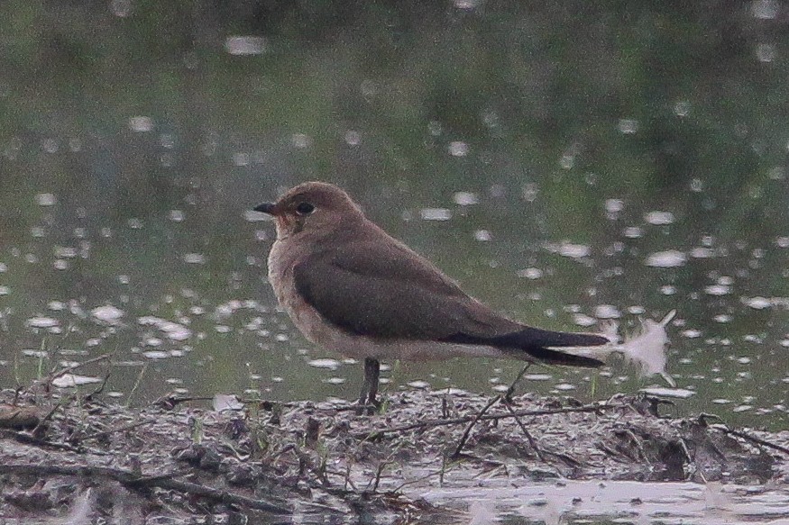 Дерихвіст забайкальський - ML647606003