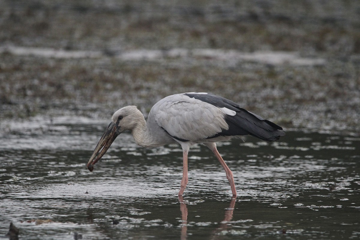 Индийский аист-разиня - ML647606004