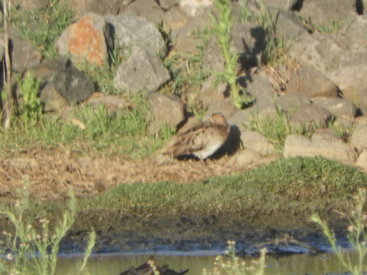 Японский бекас - ML647606006