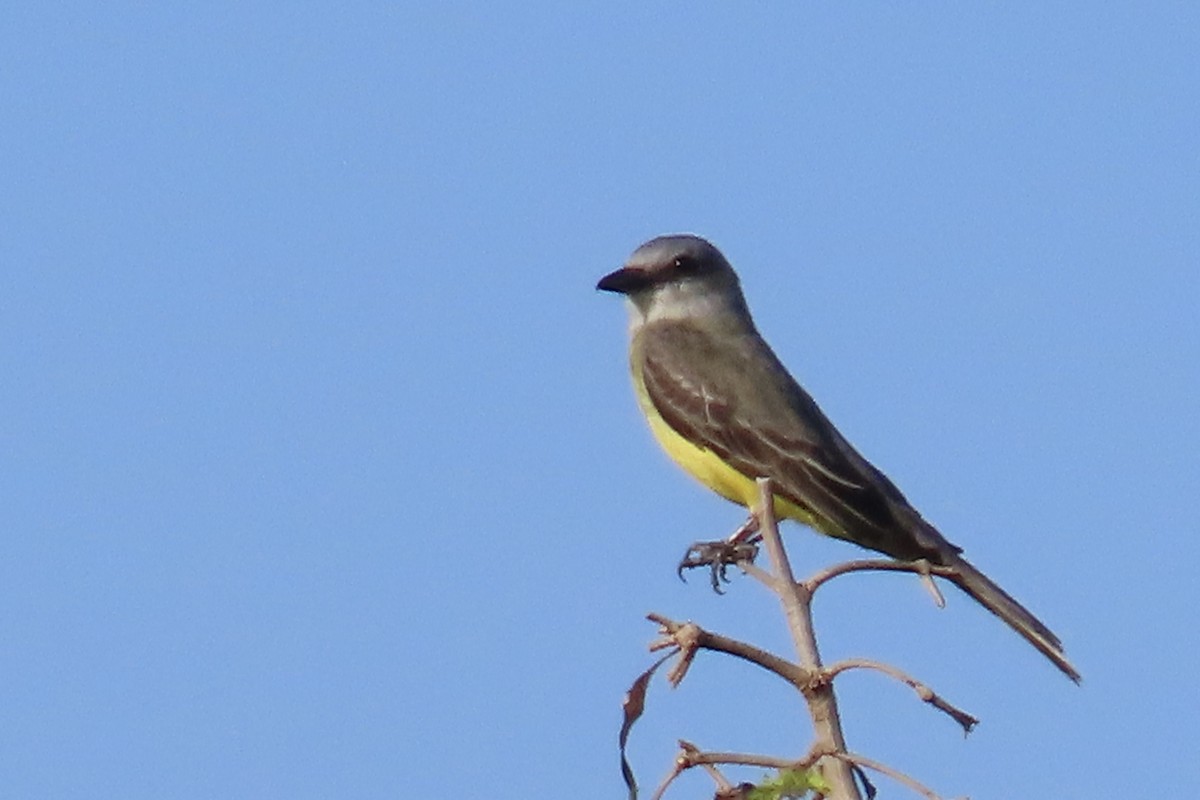 Королевский тиранн - ML647606007