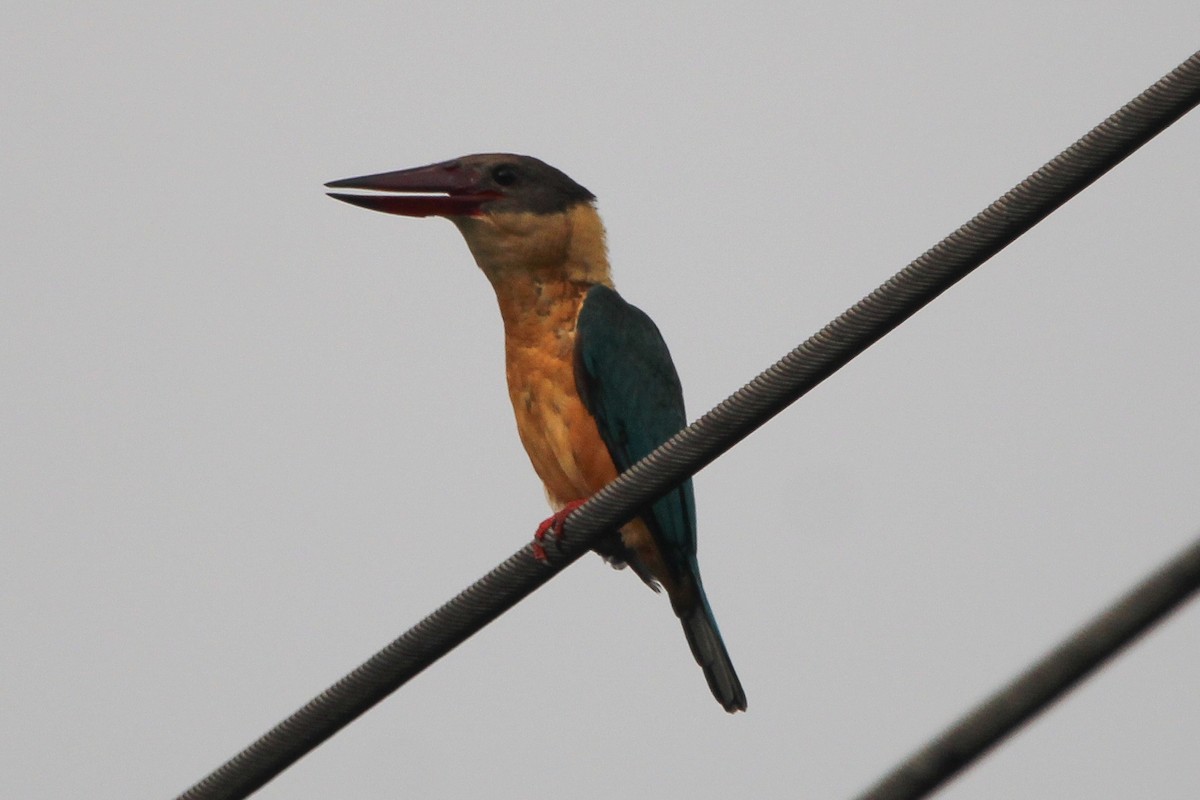 Аистоклювый гуриал - ML647606009