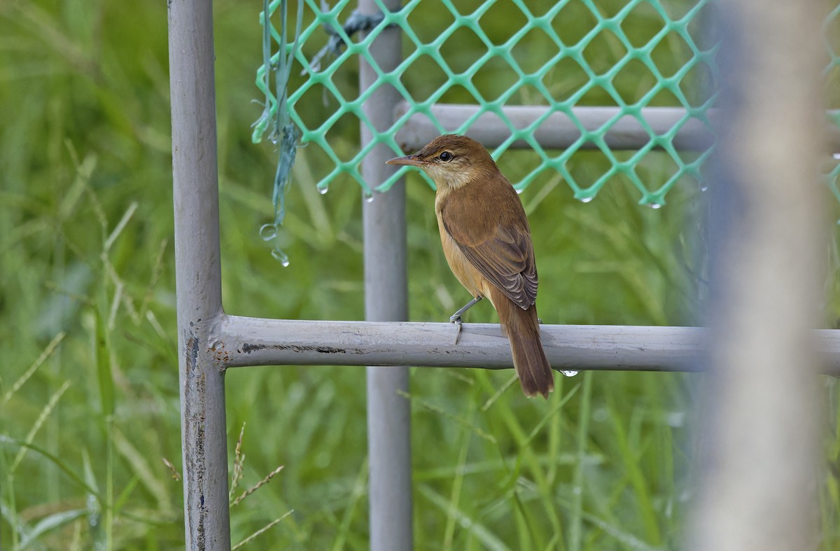 Восточная дроздовидная камышевка - ML647606011