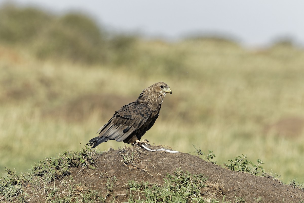 Cкоморох - ML647606012