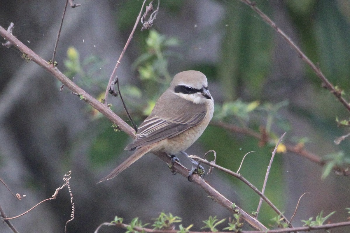 Сибирский жулан - ML647606013