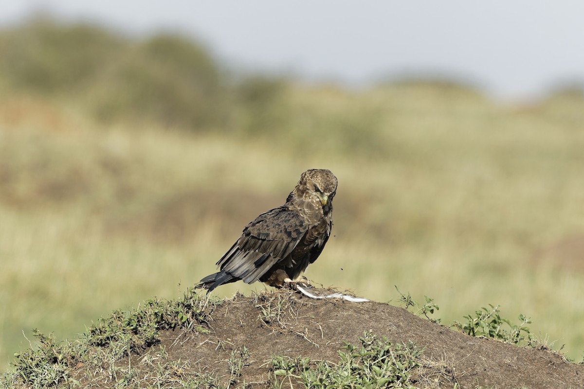 Cкоморох - ML647606014