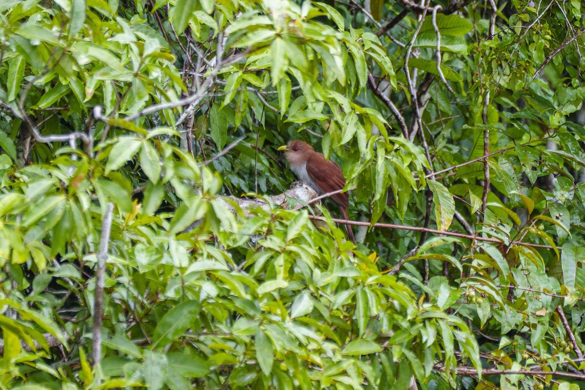 Common Squirrel-Cuckoo - ML647606015