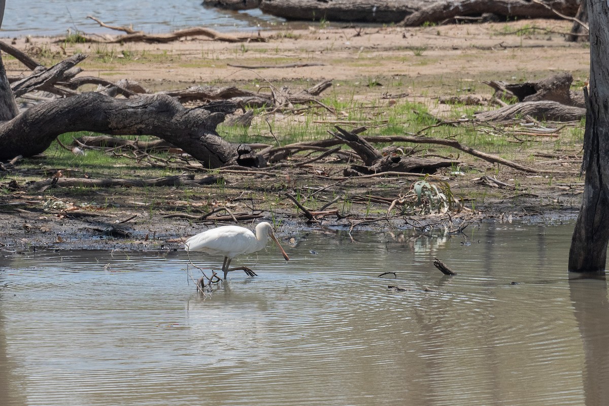 Желтоклювая колпица - ML647606016