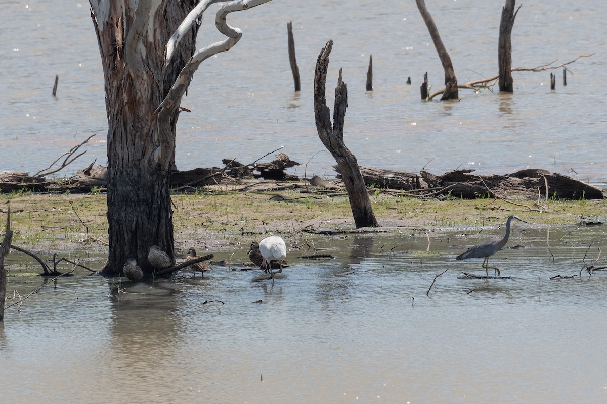Желтоклювая колпица - ML647606017