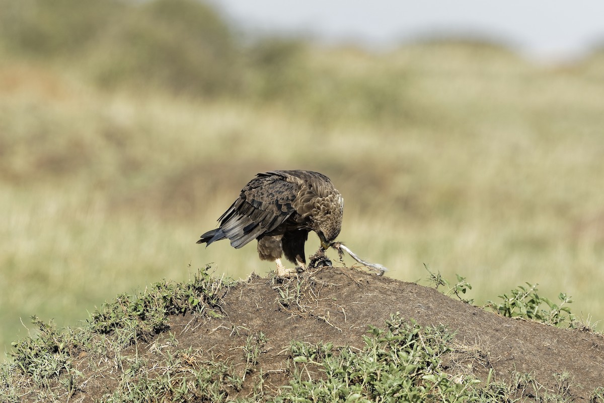 Cкоморох - ML647606018