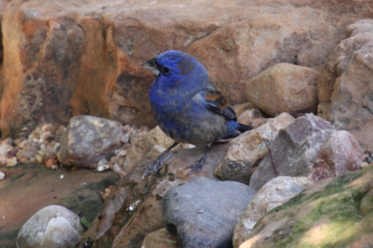 Толстоклювый колорин - ML647606022