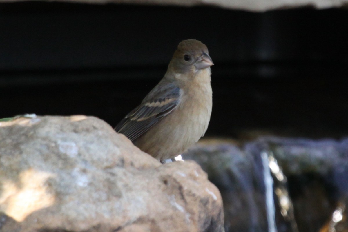 Толстоклювый колорин - ML647606023