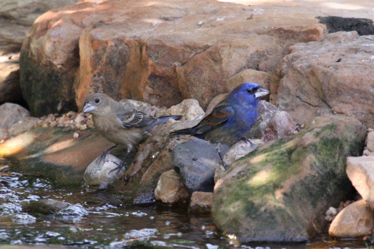 Толстоклювый колорин - ML647606024