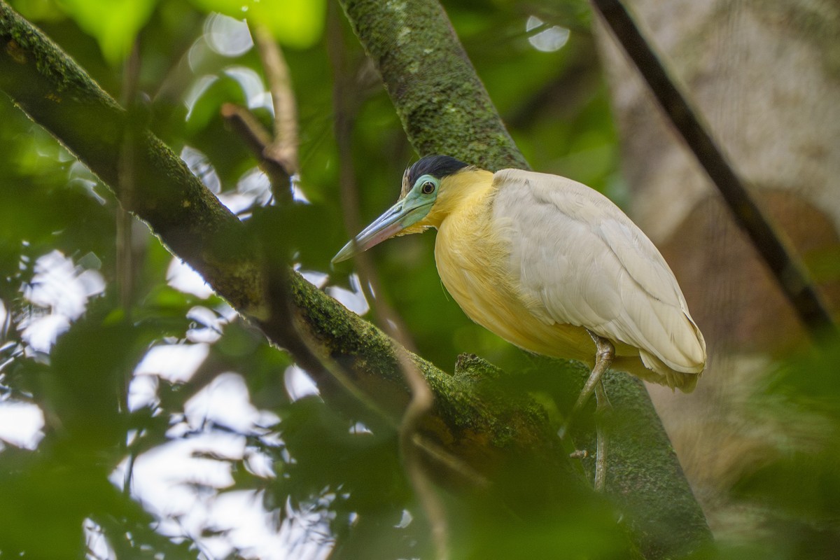 Капюшоновая цапля - ML647606025