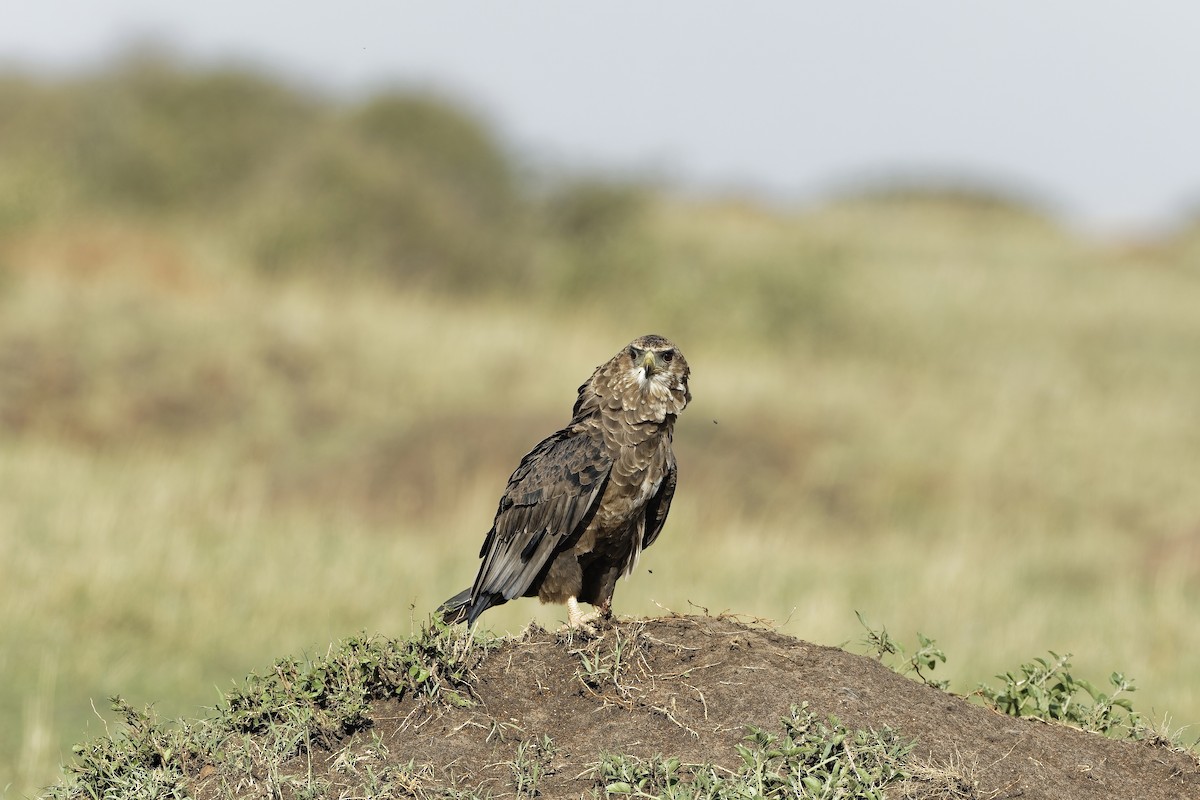 Cкоморох - ML647606026