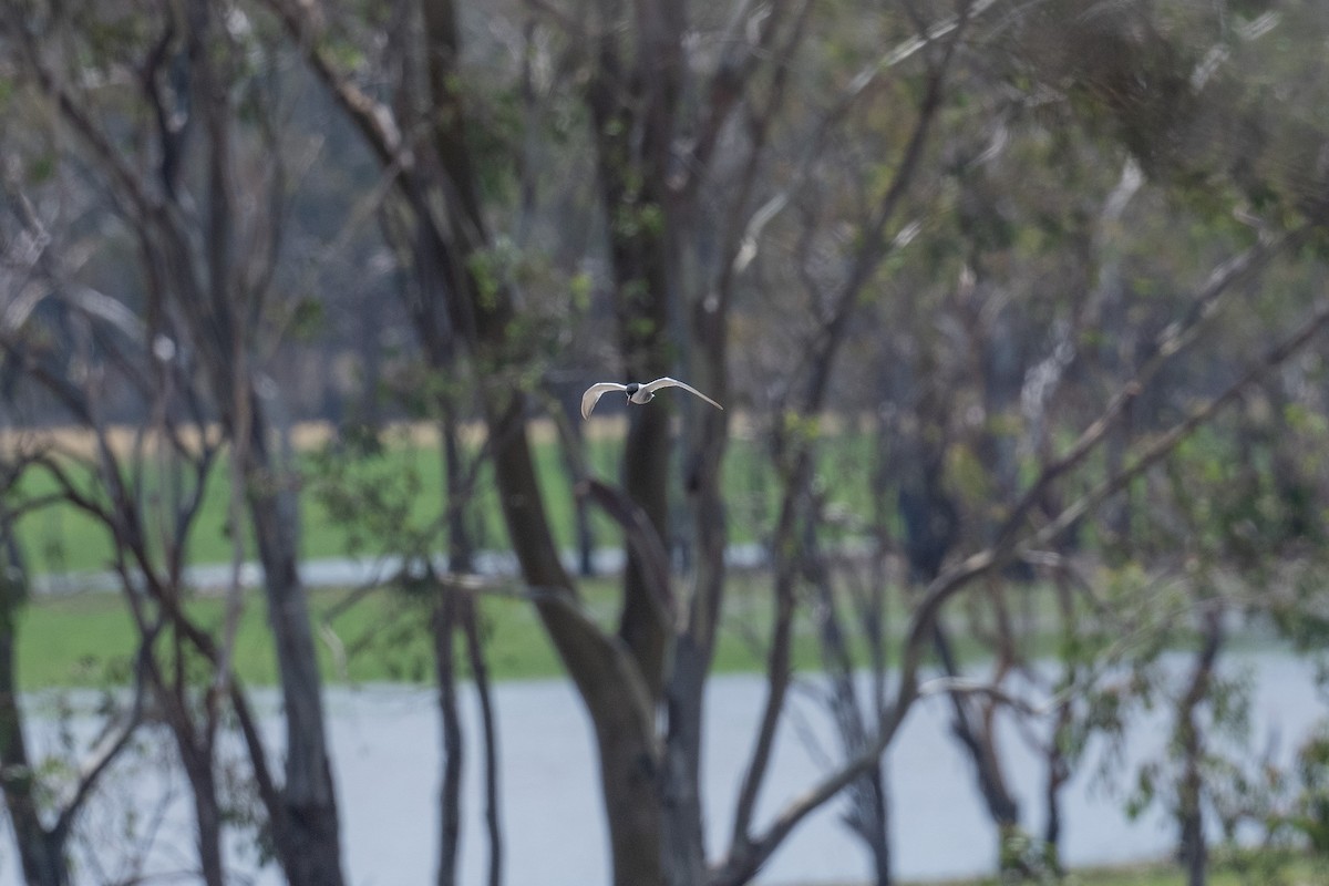 Белощёкая крачка - ML647606027