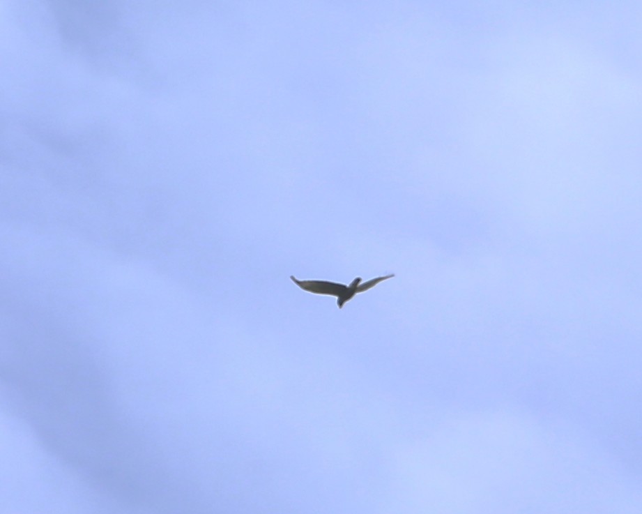 Малый стриж - ML647606028