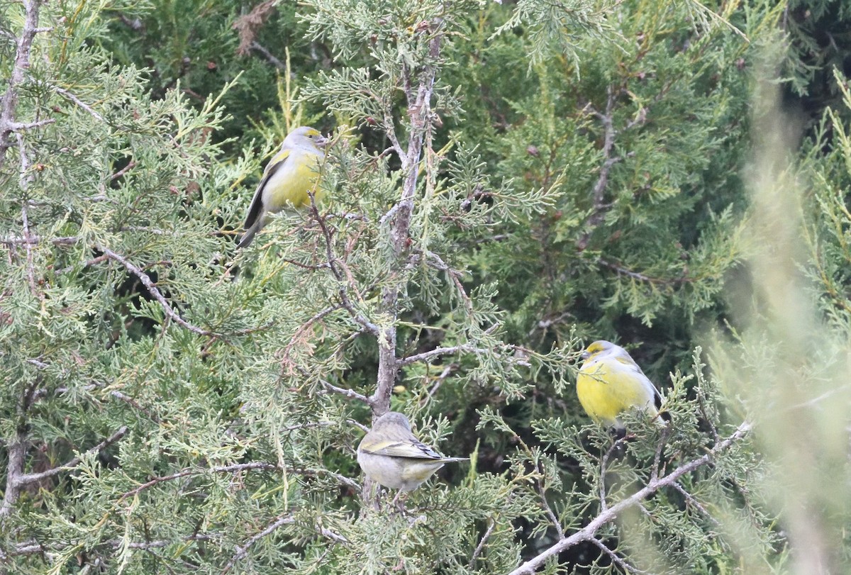 Лимонный вьюрок - ML647606031