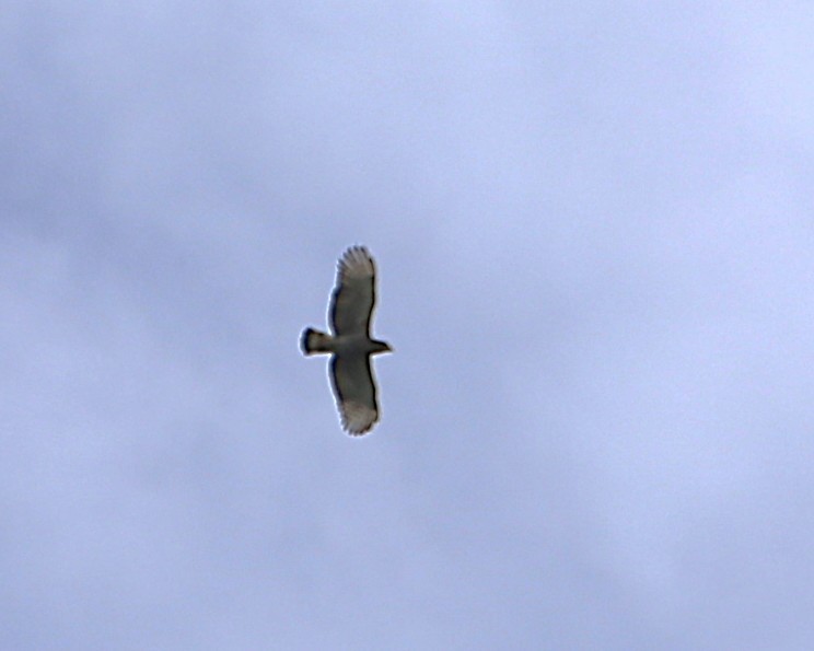 Серогрудый змееяд - ML647606032