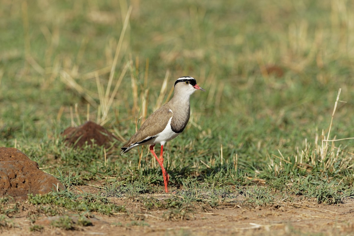 Венценосный чибис - ML647606036