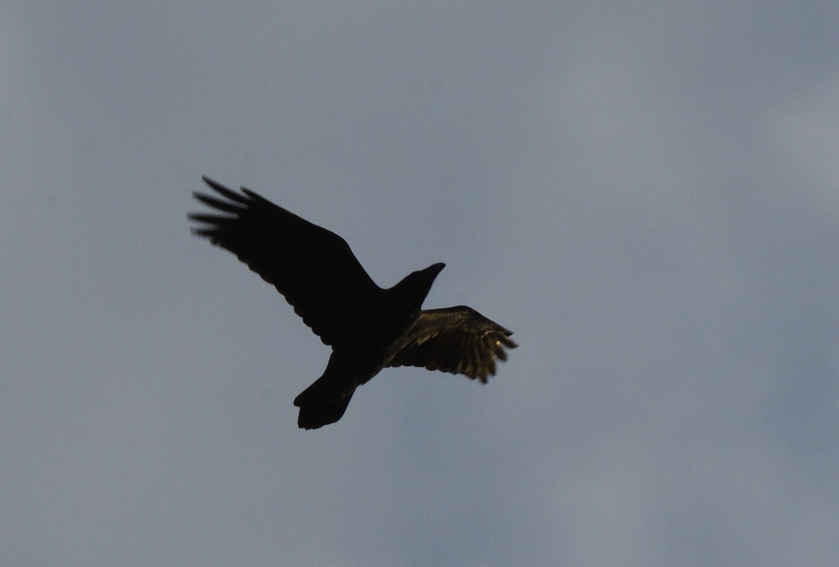 Ворон - ML647606038