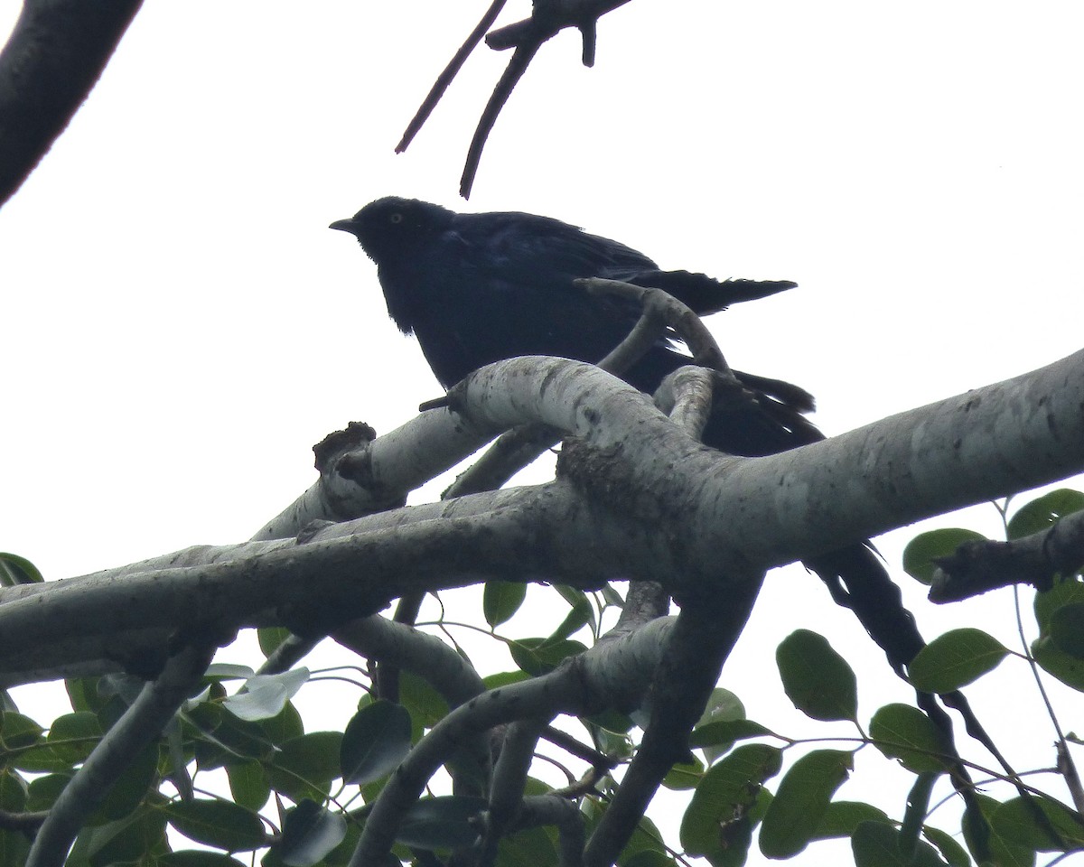 Длиннохвостый спрео - ML647606039