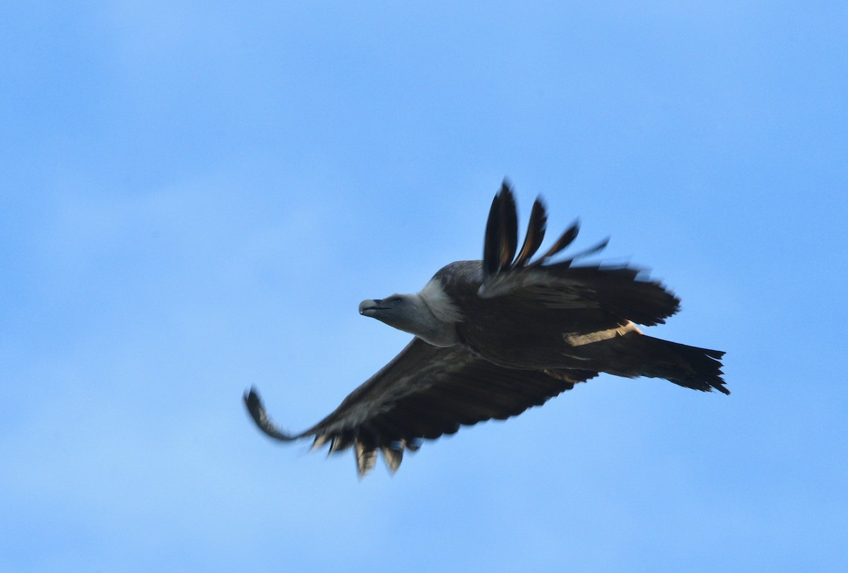 Белоголовый сип - ML647606040