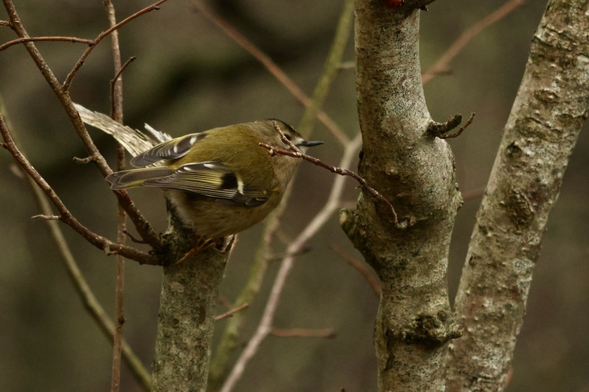 Желтоголовый королёк - ML647606041