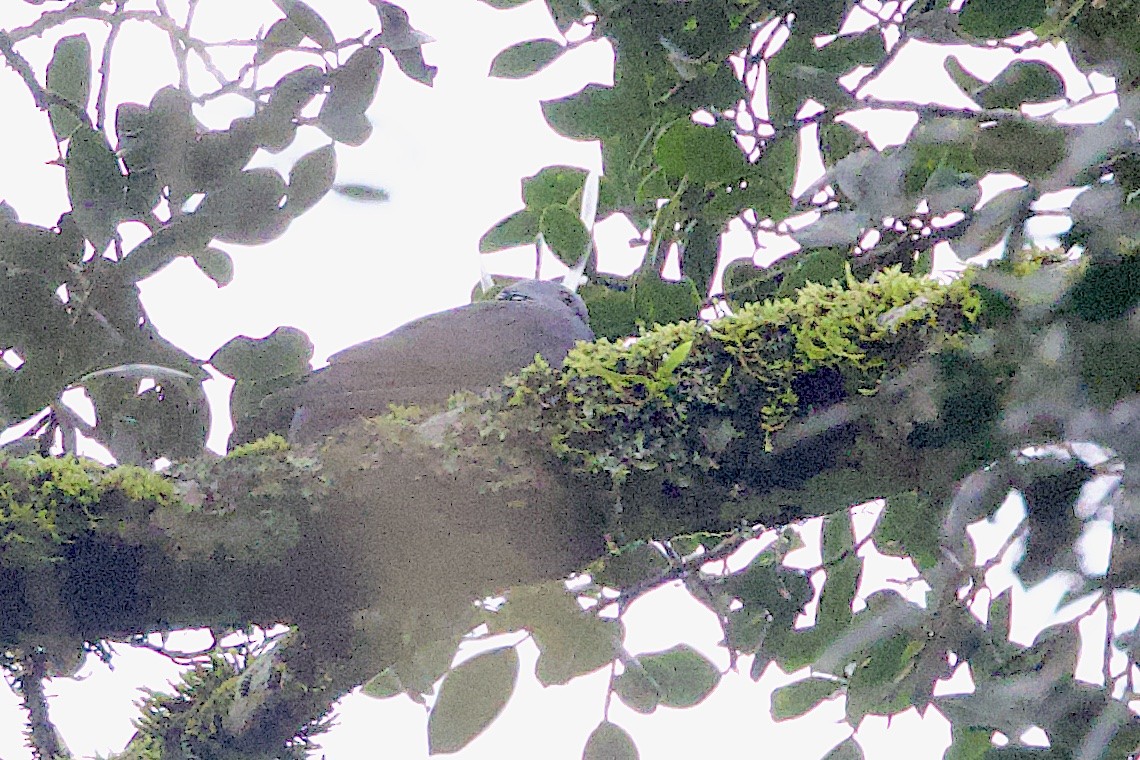 Nilgiri Wood-Pigeon - ML647606064