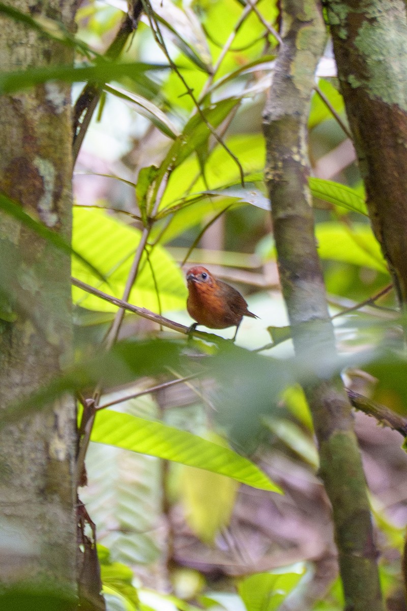 Musician Wren (Imeri) - ML647606082