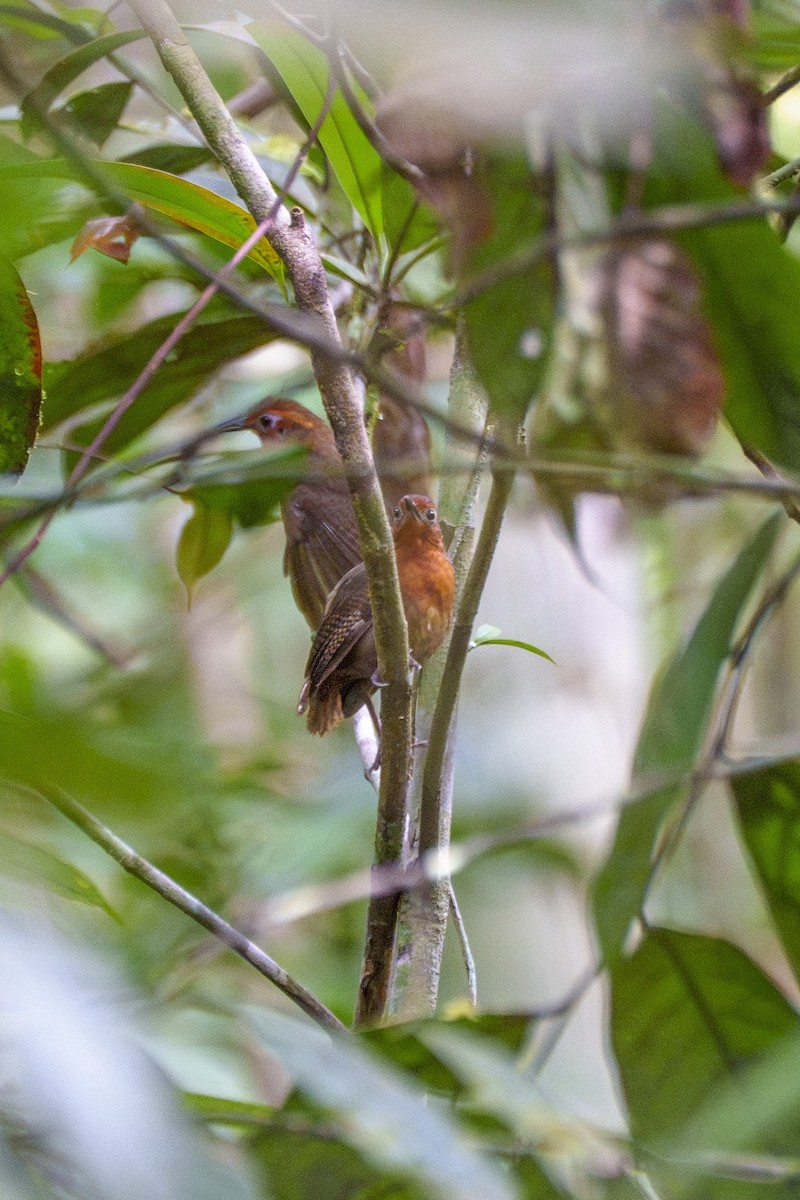 Musician Wren (Imeri) - ML647606083