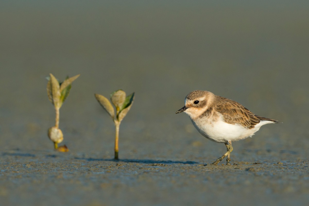 Double-banded Plover - ML647606093