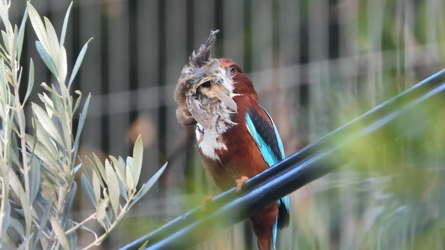 Альціон білогрудий - ML647606094