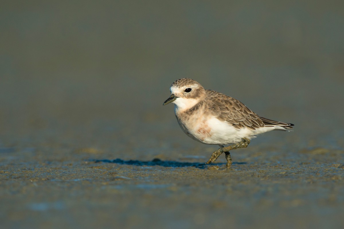 Double-banded Plover - ML647606102