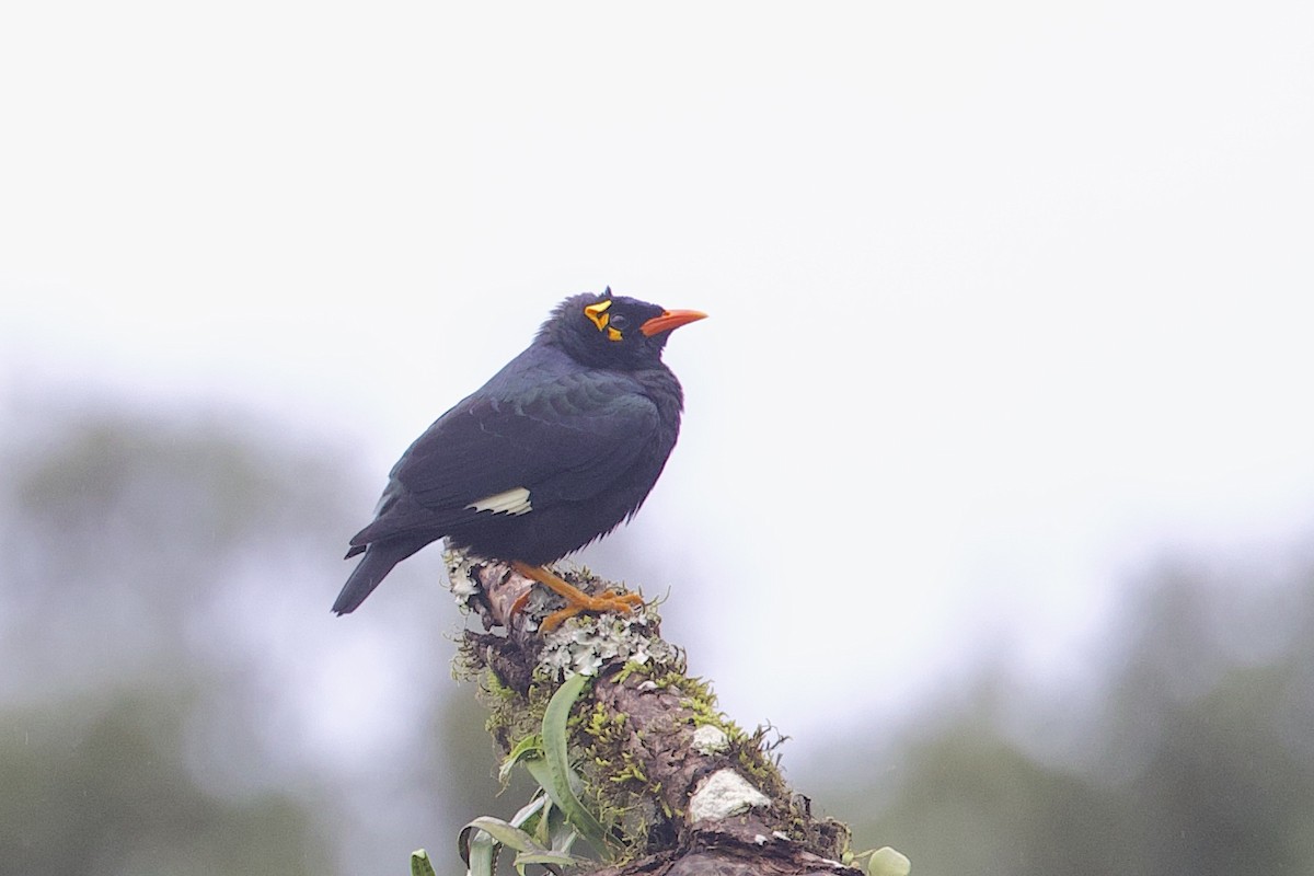 Miná Indio - ML647606109