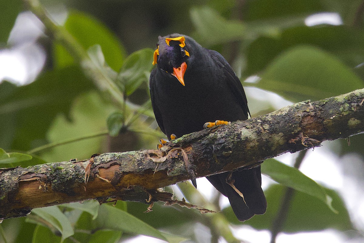 Miná Indio - ML647606110