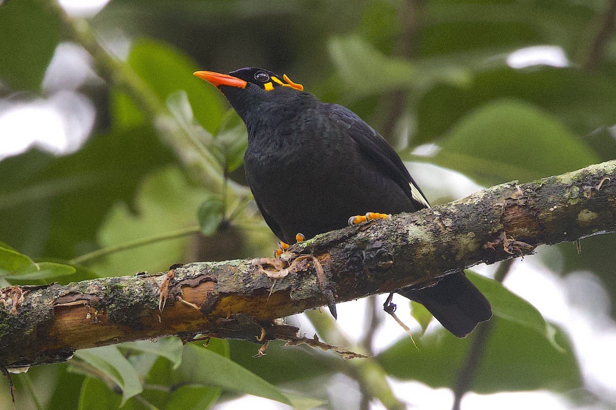 Miná Indio - ML647606111