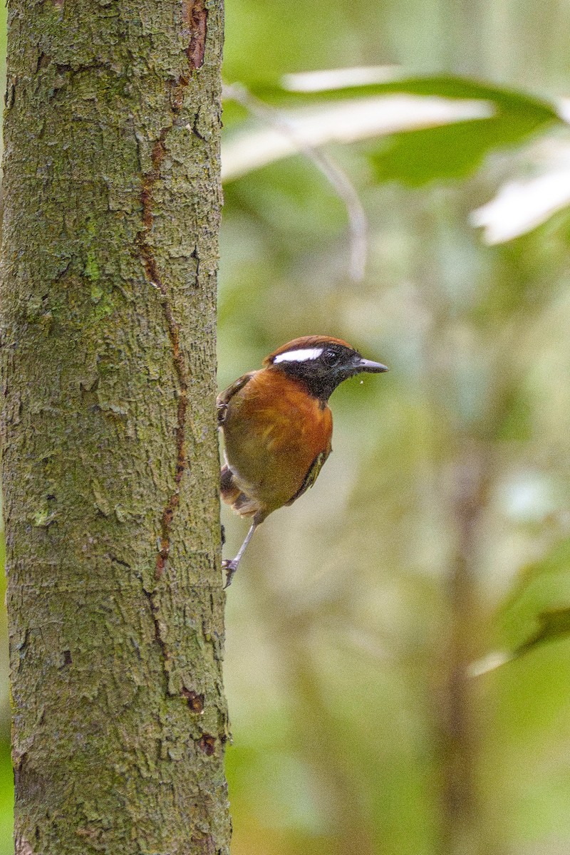 Kestane Kuşaklı Bityiyen - ML647606126