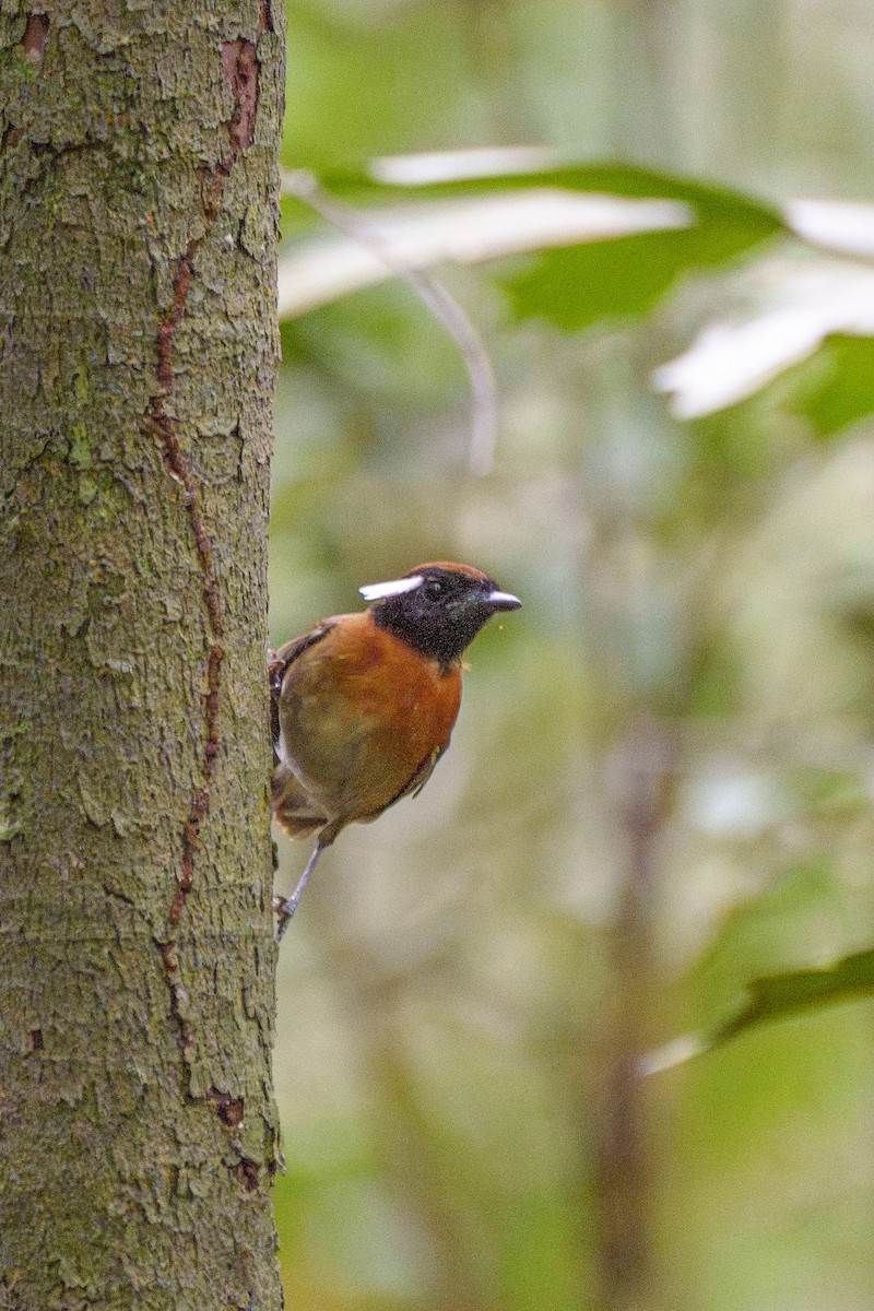 Kestane Kuşaklı Bityiyen - ML647606127