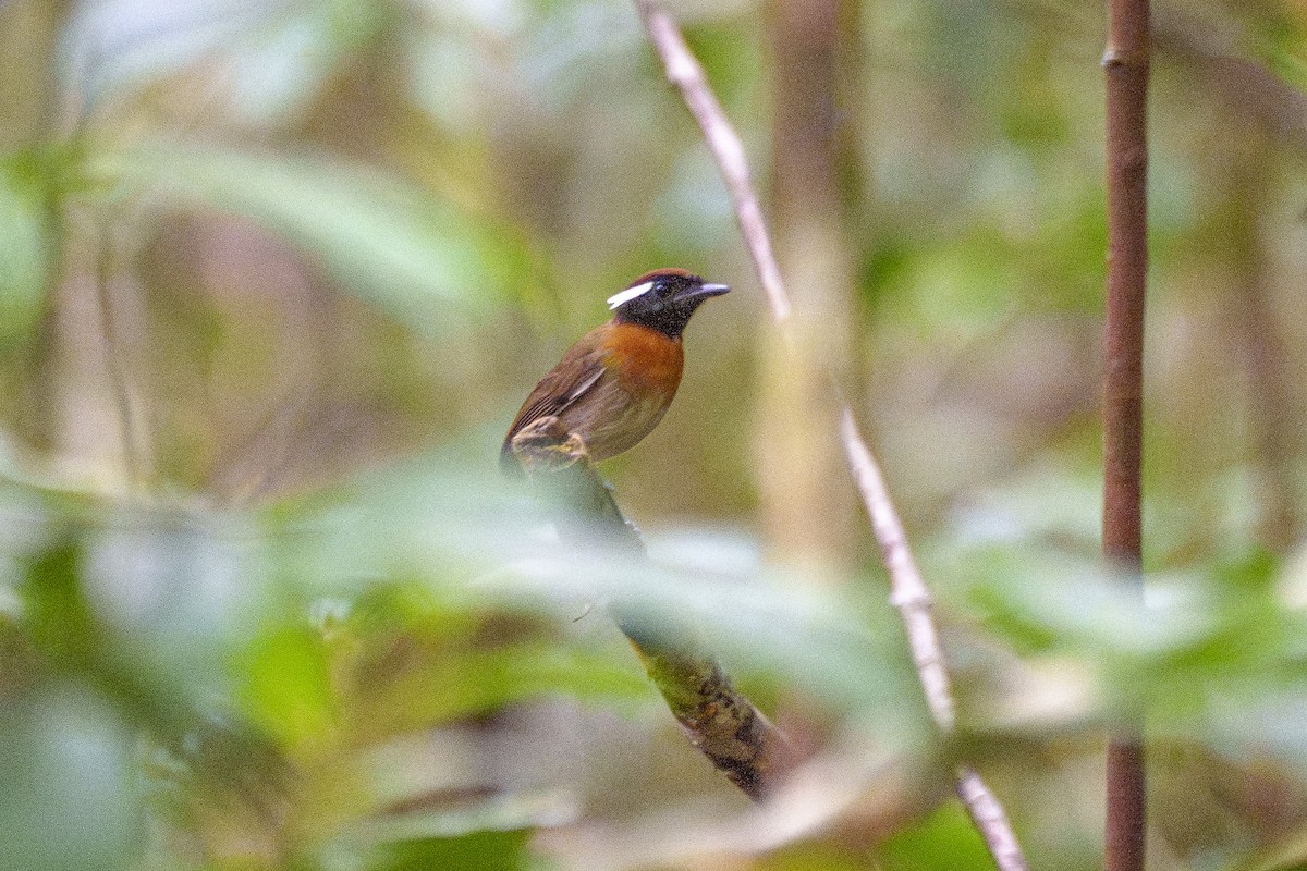 Kestane Kuşaklı Bityiyen - ML647606128