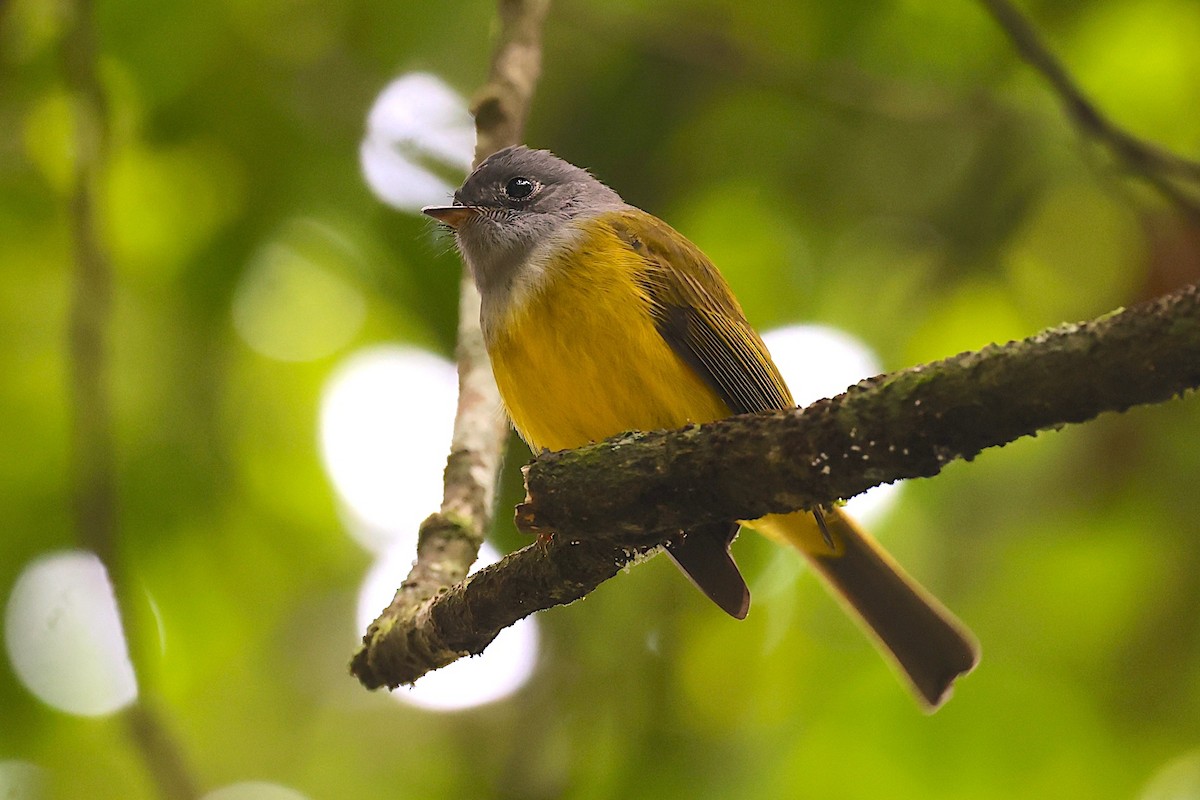 Gray-headed Canary-Flycatcher - ML647606129