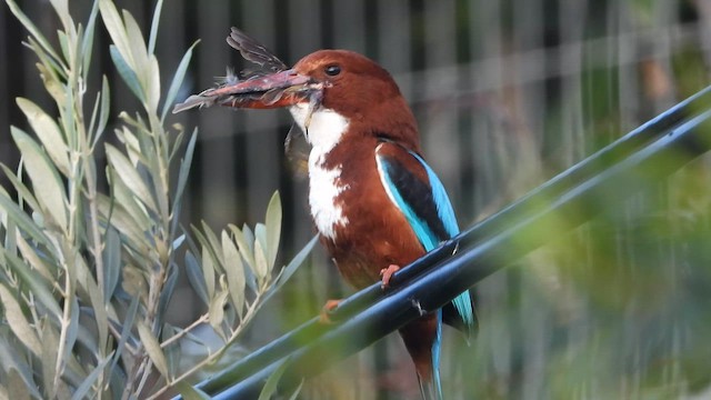 White-throated Kingfisher - ML647606159