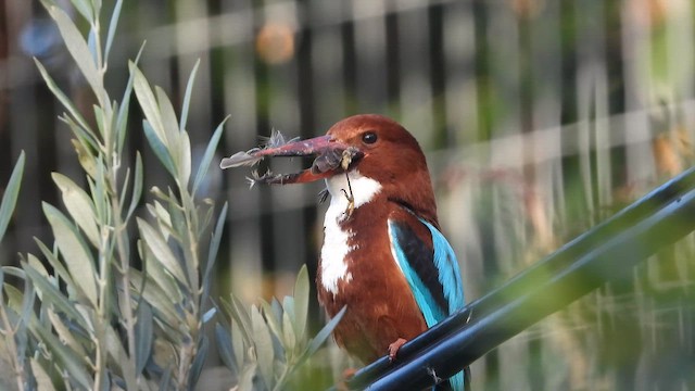 White-throated Kingfisher - ML647606182