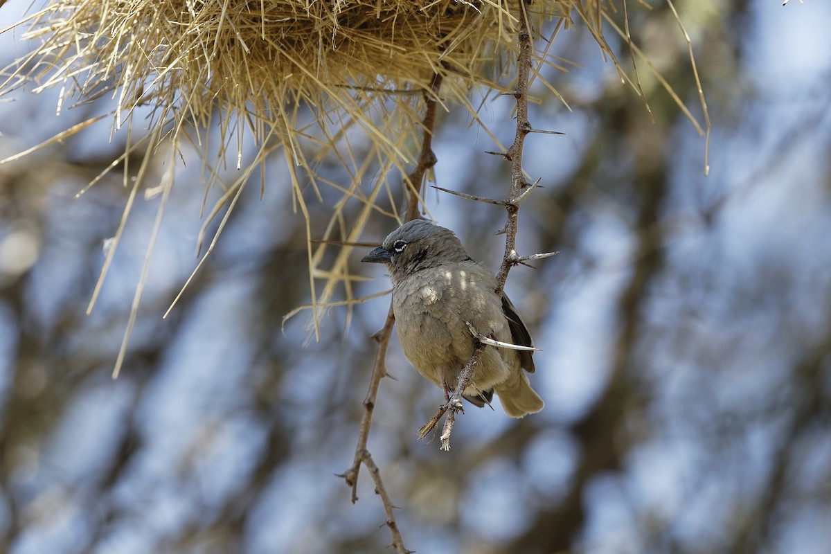 Gray-capped Social-Weaver - ML647606210