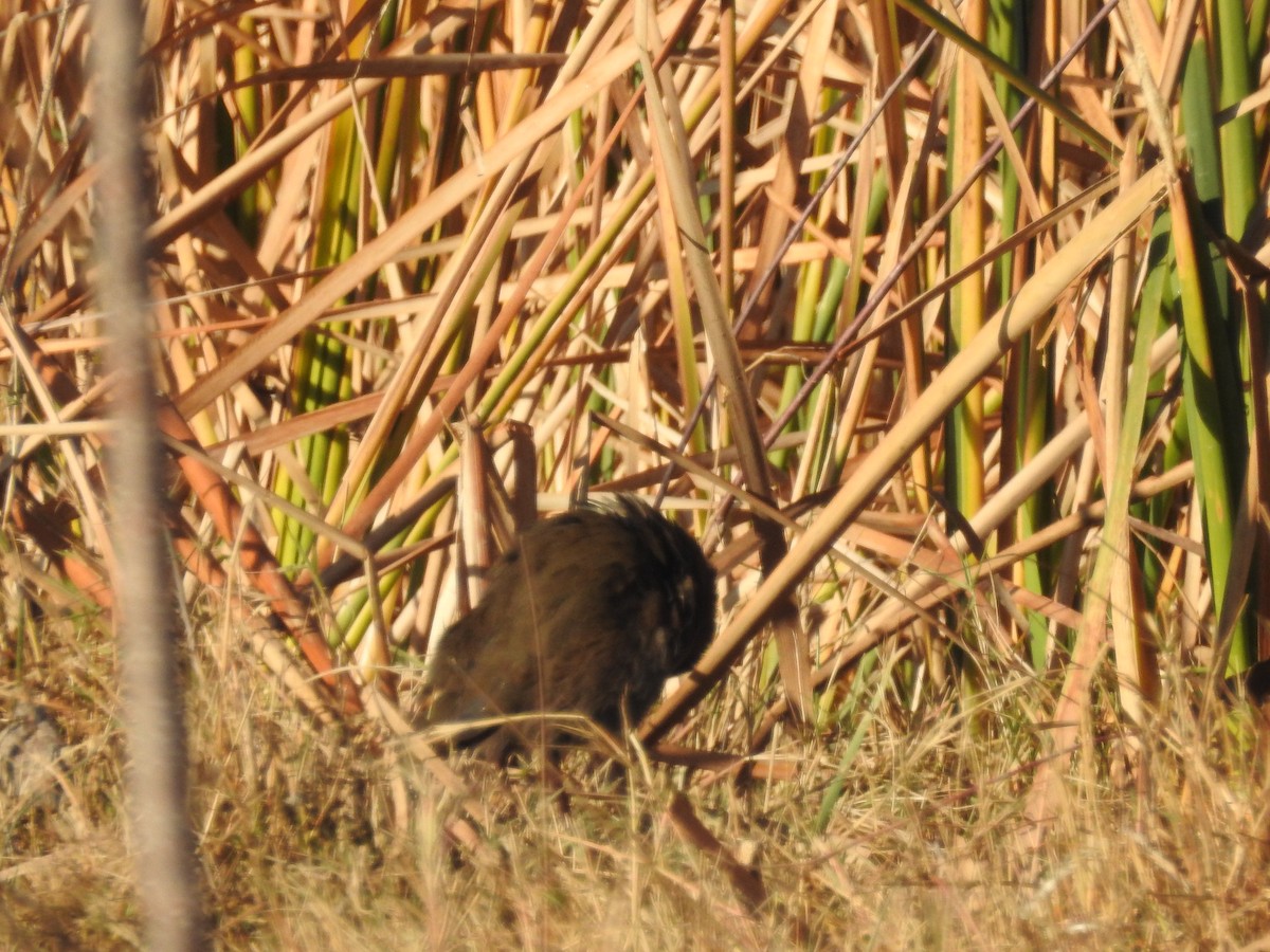 チャバネクイナ - ML647606216