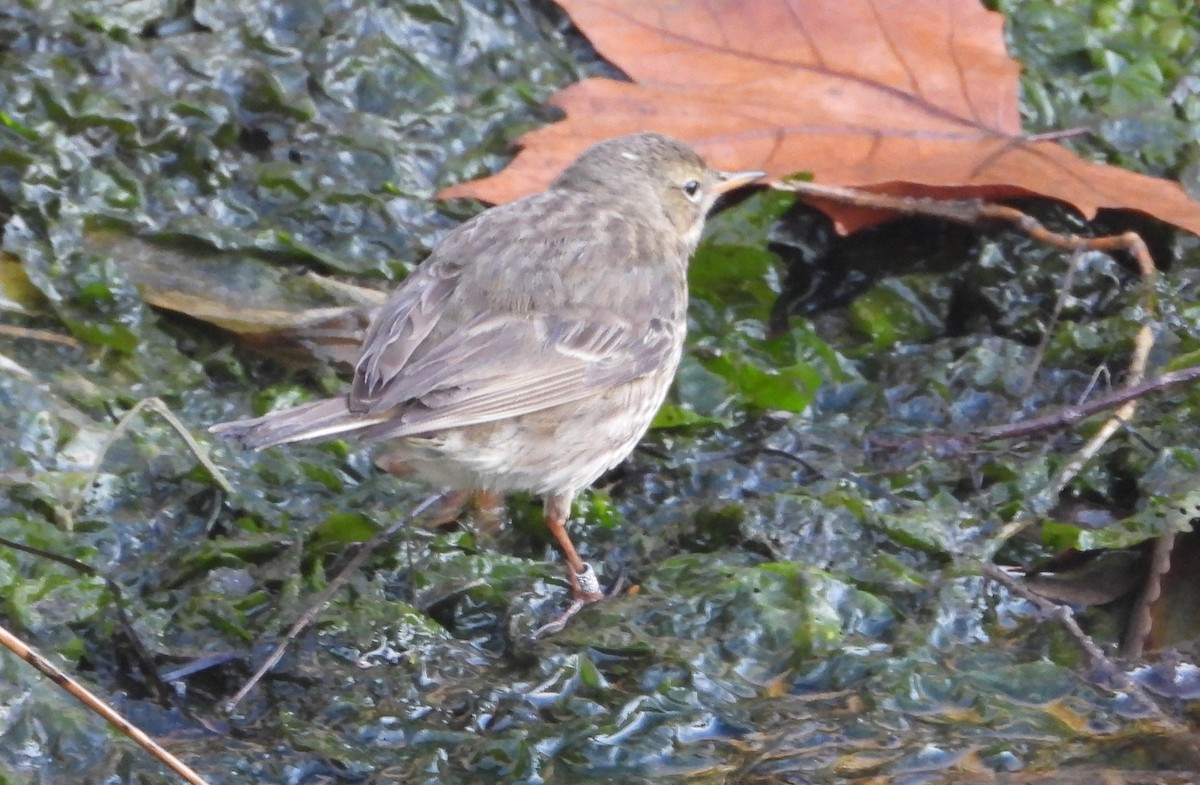 Rock Pipit - ML647606223