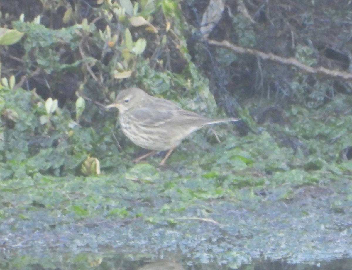 Rock Pipit - ML647606225