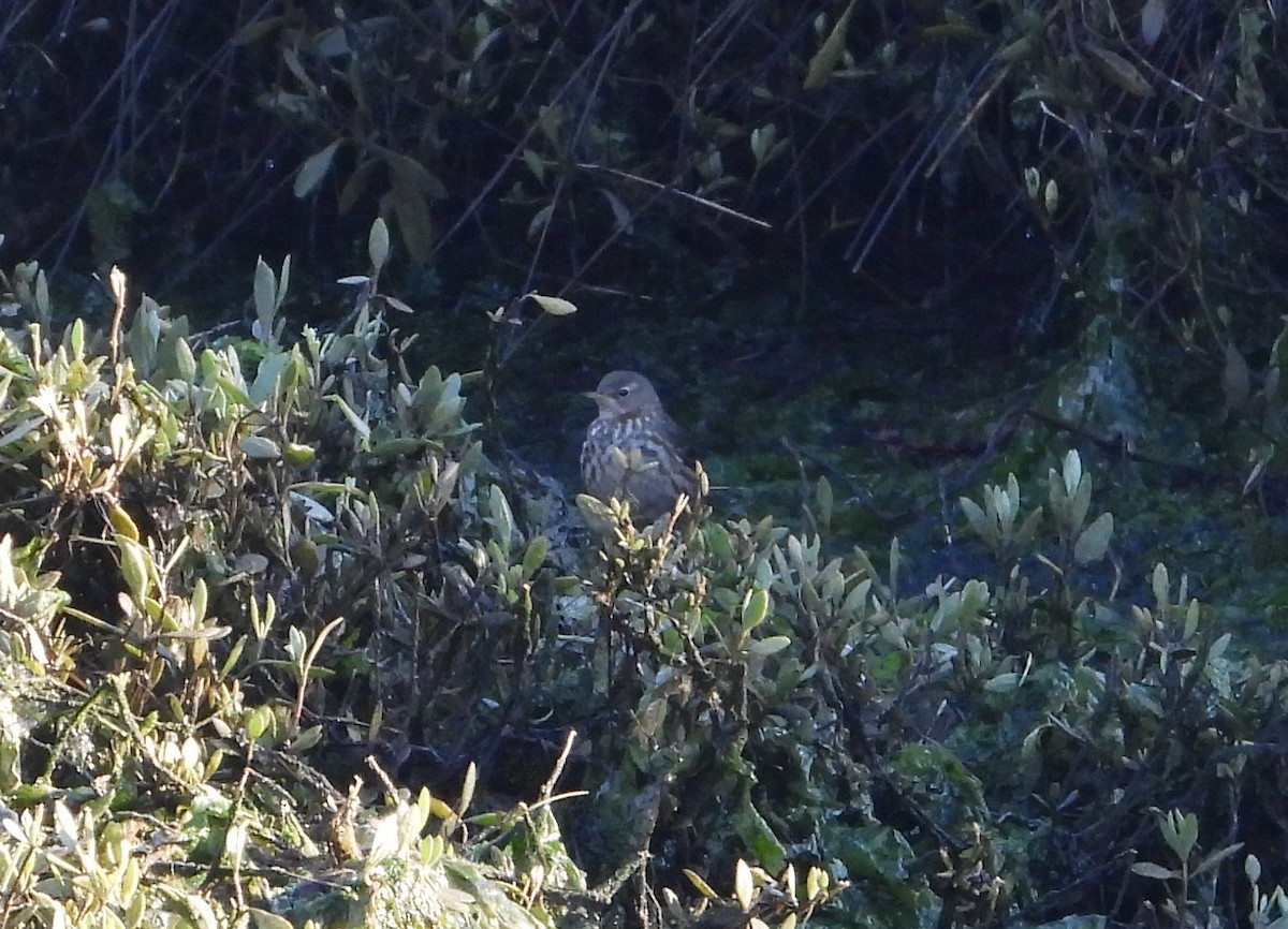 Rock Pipit - ML647606226