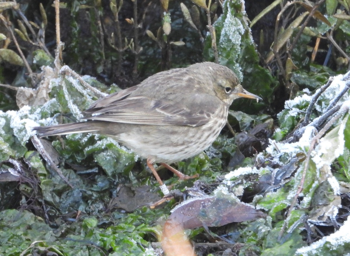 Rock Pipit - ML647606227